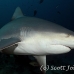 shark_bull_2d_srmr_beqa_h_0009_fij6316.jpg